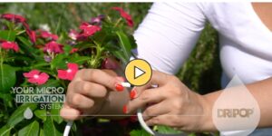 Video intermedio a tee